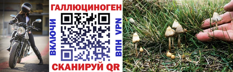 Псилоцибиновые грибы Cubensis  закладка  Боготол 